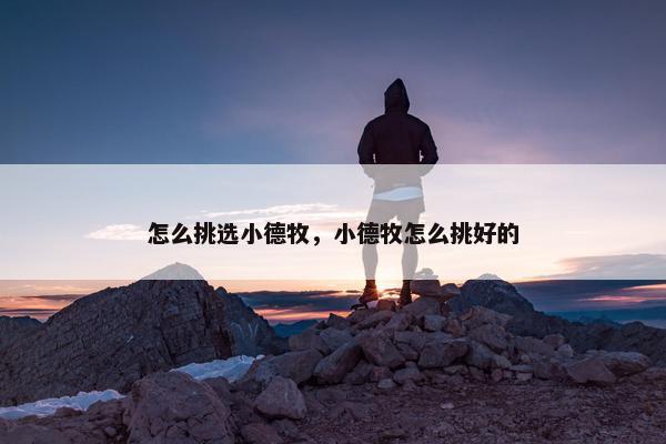 怎么挑选小德牧，小德牧怎么挑好的