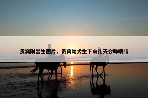 贵宾刚出生图片，贵宾幼犬生下来几天会睁眼睛