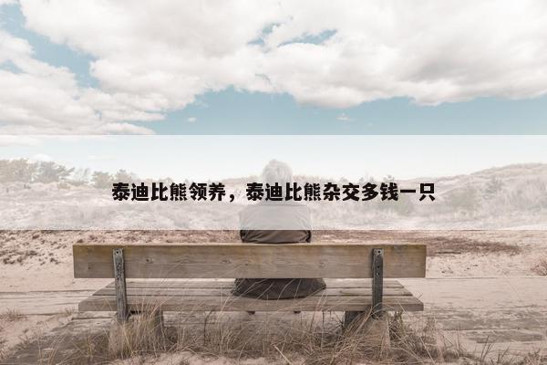 泰迪比熊领养，泰迪比熊杂交多钱一只
