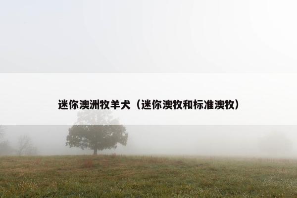 迷你澳洲牧羊犬（迷你澳牧和标准澳牧）