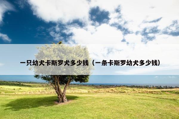 一只幼犬卡斯罗犬多少钱（一条卡斯罗幼犬多少钱）