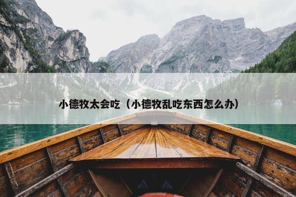 小德牧太会吃（小德牧乱吃东西怎么办）