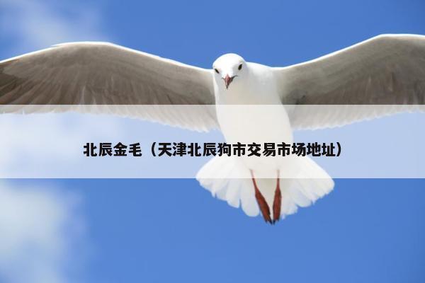 北辰金毛（天津北辰狗市交易市场地址）