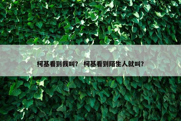 柯基看到我叫？ 柯基看到陌生人就叫？