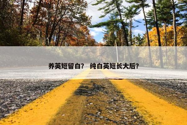 养英短留白? 纯白英短长大后? 养英短留白? 纯白英短长大后?