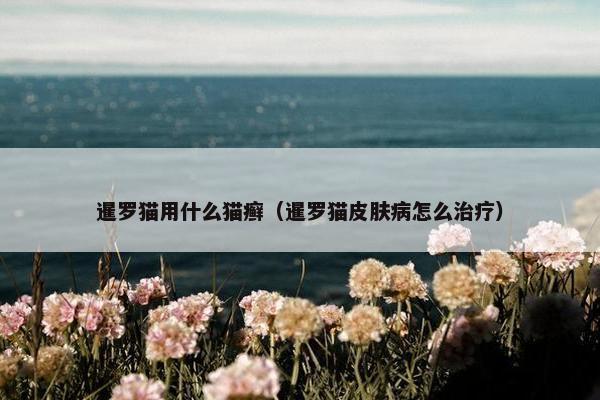 暹罗猫用什么猫癣（暹罗猫皮肤病怎么治疗）