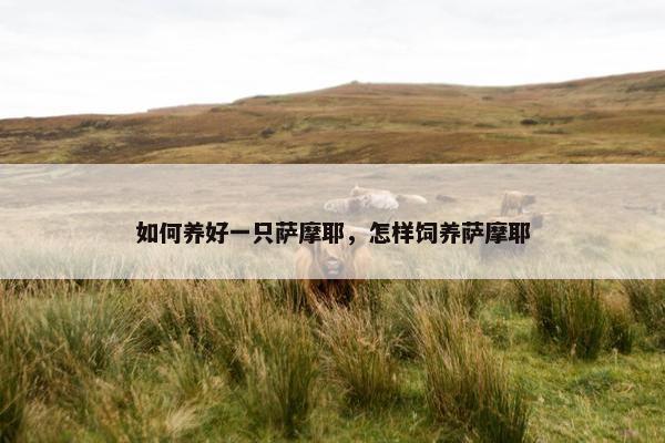 如何养好一只萨摩耶，怎样饲养萨摩耶