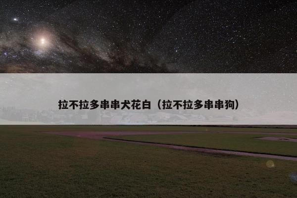 拉不拉多串串犬花白（拉不拉多串串狗）