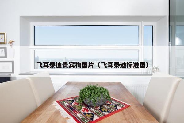 飞耳泰迪贵宾狗图片（飞耳泰迪标准图）