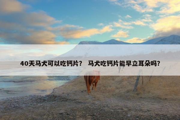 40天马犬可以吃钙片？ 马犬吃钙片能早立耳朵吗？