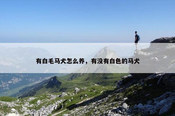 有白毛马犬怎么养，有没有白色的马犬