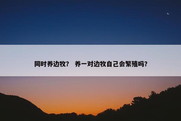 同时养边牧？ 养一对边牧自己会繁殖吗？