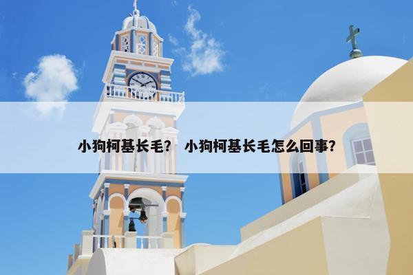 小狗柯基长毛？ 小狗柯基长毛怎么回事？