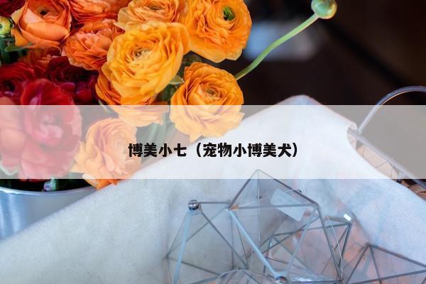 博美小七（宠物小博美犬）
