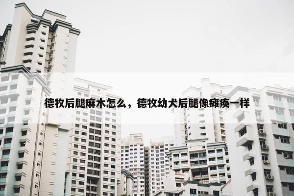 德牧后腿麻木怎么，德牧幼犬后腿像瘫痪一样