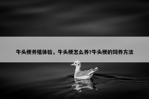 牛头梗养殖体验，牛头梗怎么养?牛头梗的饲养方法