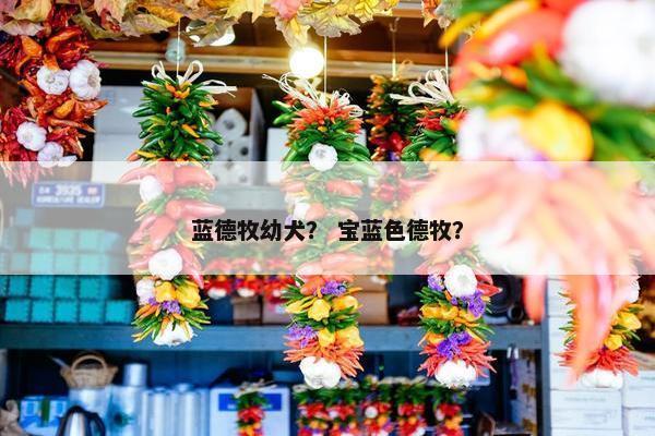 蓝德牧幼犬？ 宝蓝色德牧？