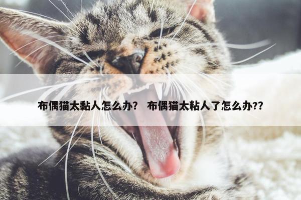 布偶猫太黏人怎么办？ 布偶猫太粘人了怎么办?？