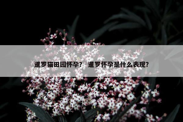 暹罗猫田园怀孕？ 暹罗怀孕是什么表现？