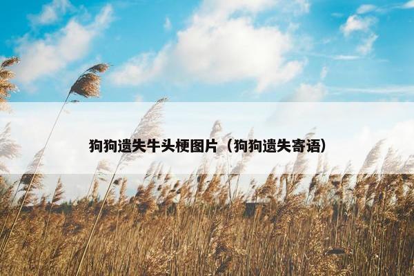 狗狗遗失牛头梗图片（狗狗遗失寄语）