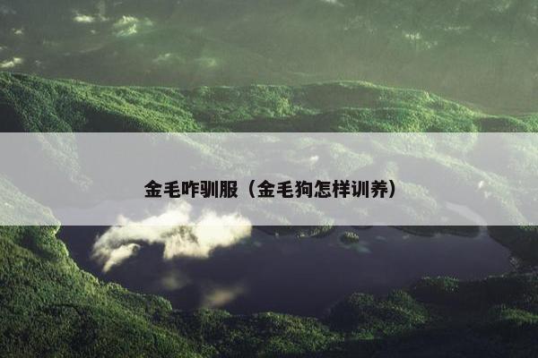 金毛咋驯服（金毛狗怎样训养）