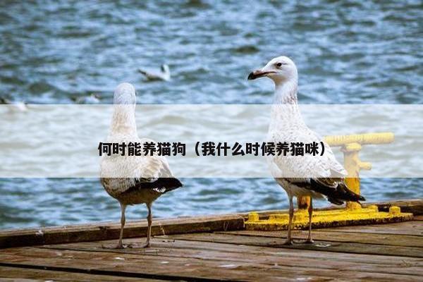 何时能养猫狗（我什么时候养猫咪）