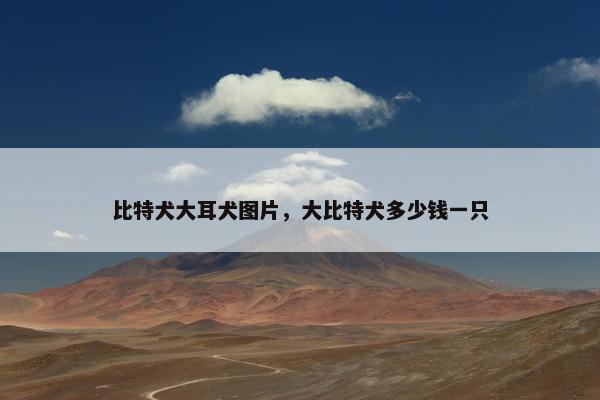 比特犬大耳犬图片，大比特犬多少钱一只