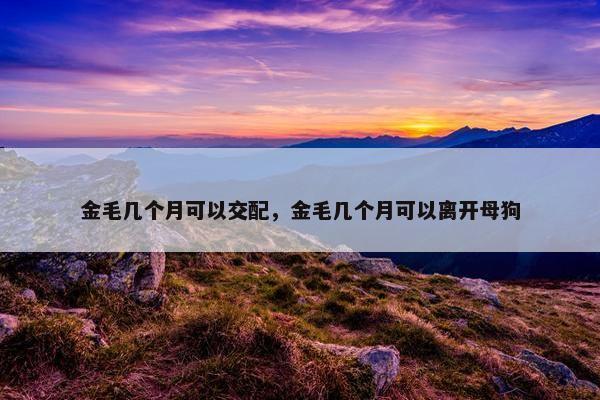 金毛几个月可以交配，金毛几个月可以离开母狗