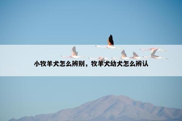 小牧羊犬怎么辨别，牧羊犬幼犬怎么辨认