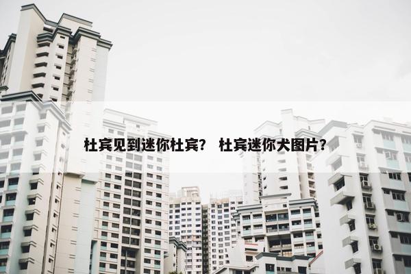 杜宾见到迷你杜宾？ 杜宾迷你犬图片？