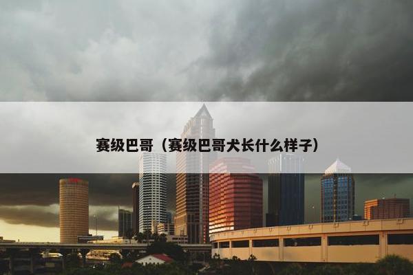 赛级巴哥（赛级巴哥犬长什么样子）