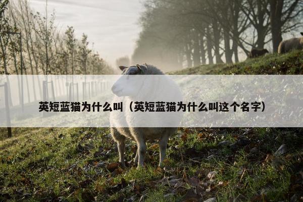 英短蓝猫为什么叫（英短蓝猫为什么叫这个名字）