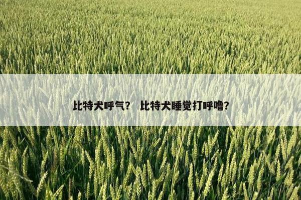 比特犬呼气？ 比特犬睡觉打呼噜？