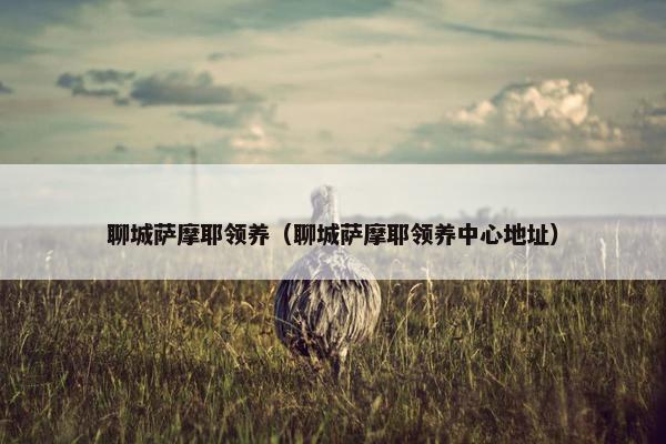 聊城萨摩耶领养（聊城萨摩耶领养中心地址）