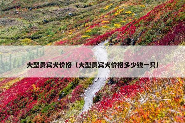 大型贵宾犬价格（大型贵宾犬价格多少钱一只）