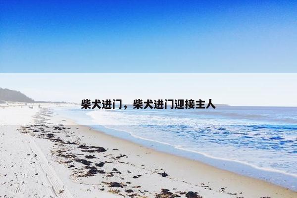 柴犬进门，柴犬进门迎接主人