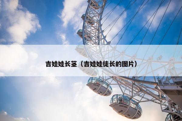吉娃娃长茎（吉娃娃徒长的图片）