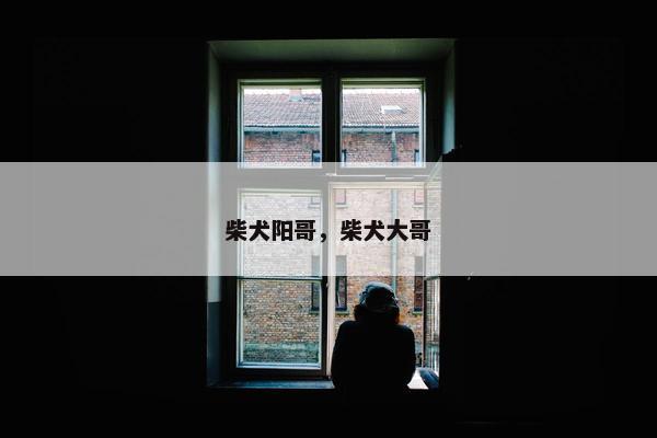 柴犬阳哥，柴犬大哥