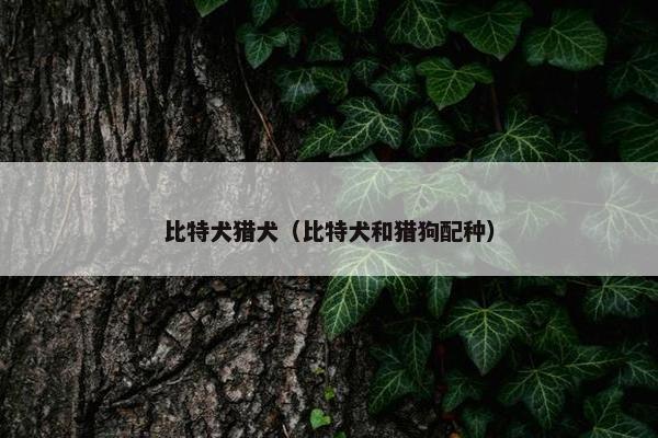 比特犬猎犬（比特犬和猎狗配种）