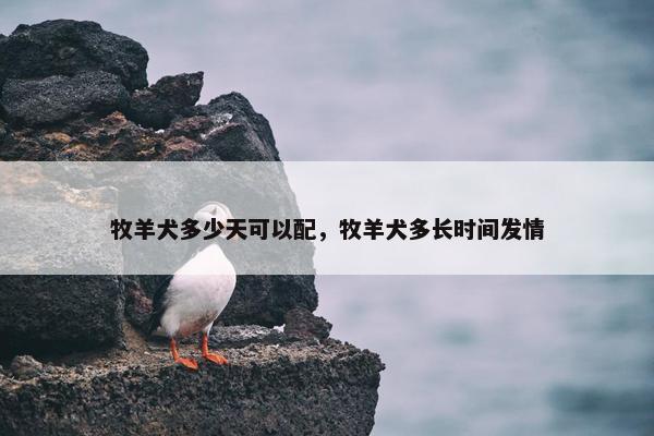 牧羊犬多少天可以配，牧羊犬多长时间发情