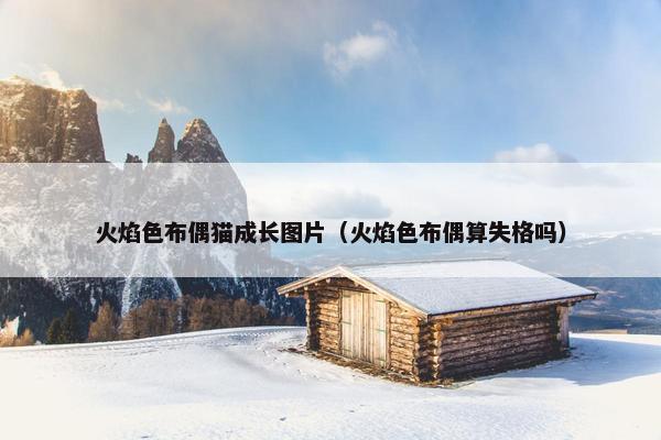 火焰色布偶猫成长图片（火焰色布偶算失格吗）