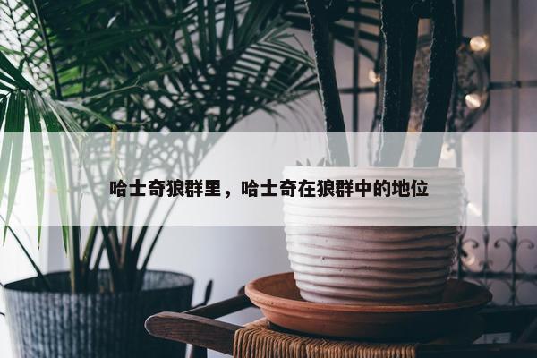 哈士奇狼群里，哈士奇在狼群中的地位