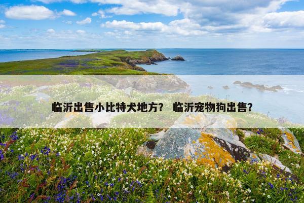 临沂出售小比特犬地方？ 临沂宠物狗出售？