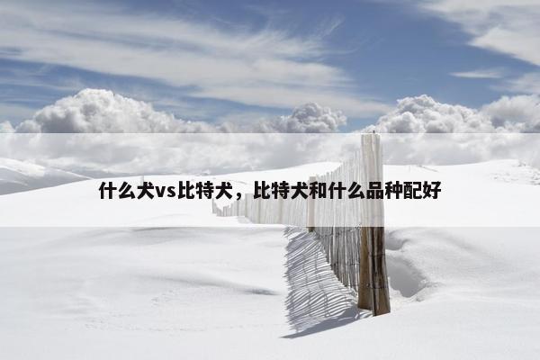 什么犬vs比特犬，比特犬和什么品种配好