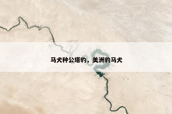 马犬种公塔豹，美洲豹马犬