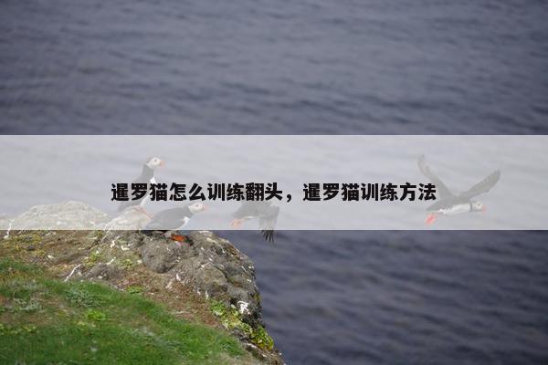 暹罗猫怎么训练翻头，暹罗猫训练方法