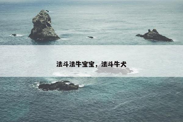 法斗法牛宝宝，法斗牛犬