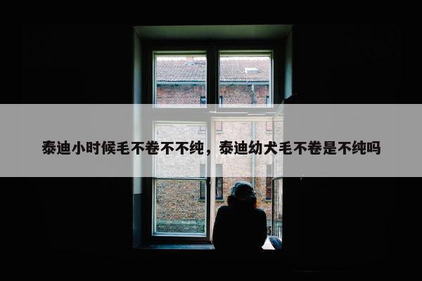 泰迪小时候毛不卷不不纯，泰迪幼犬毛不卷是不纯吗