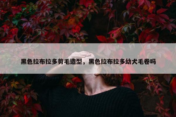 黑色拉布拉多剪毛造型，黑色拉布拉多幼犬毛卷吗