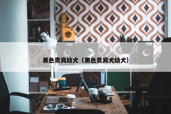 黑色贵宾幼犬（黑色贵宾犬幼犬）